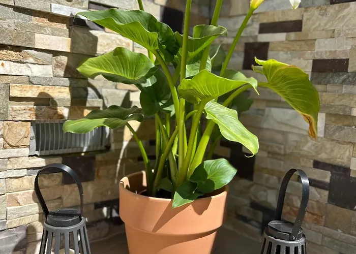 בית נופש Bonita