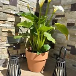 בית נופש Bonita